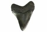 Fossil Megalodon Tooth - South Carolina #130848-2